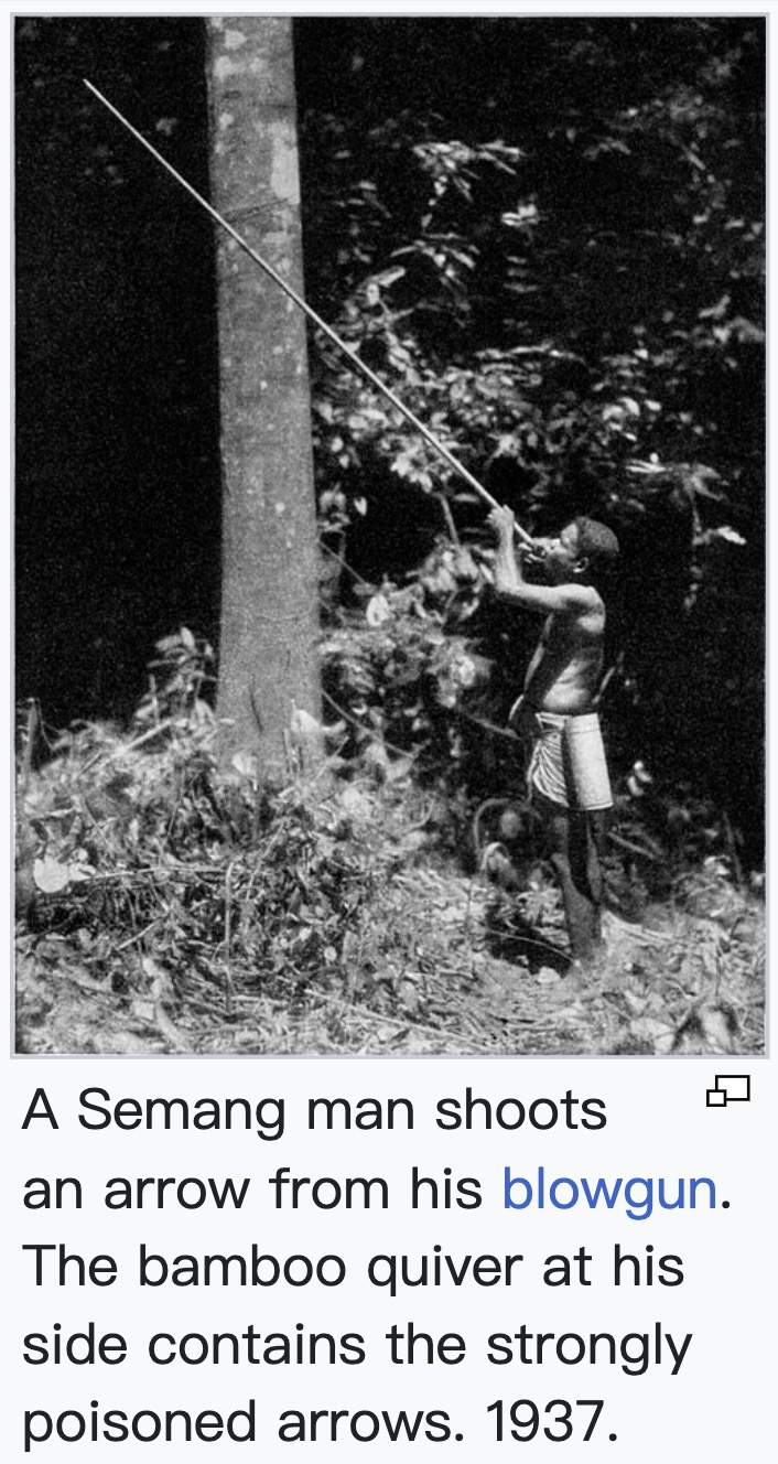 Portraits of Semang peoples., image 1 of 14