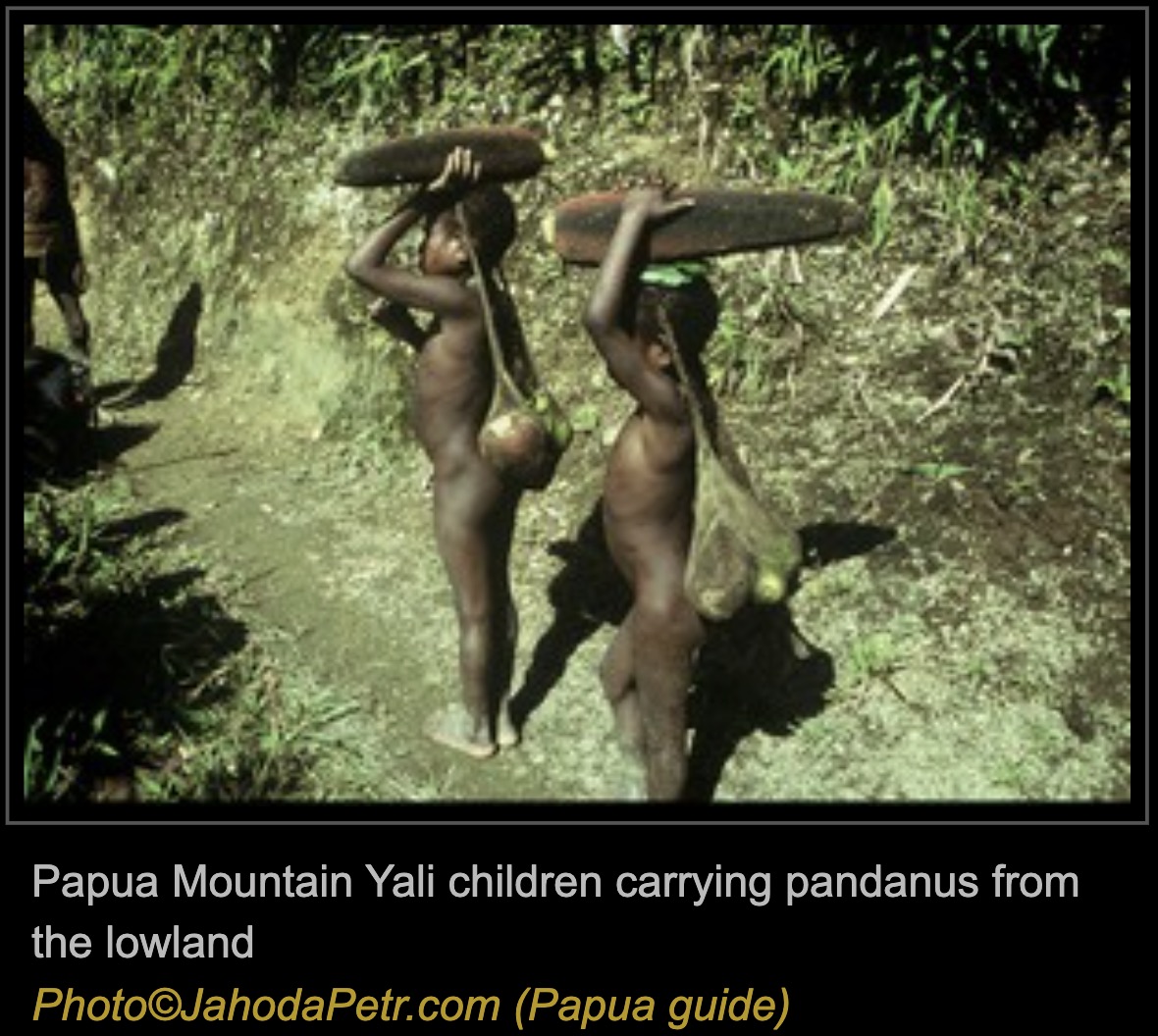 Yali photographs and genetic reference material., image 4 of 4